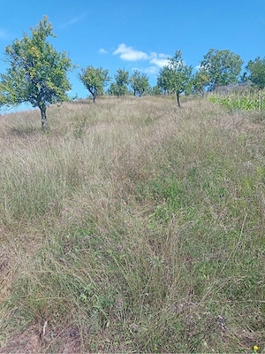 Teren extravilan de vânzare   Chiojdu, județul Buzău   3.100 m  - imagine 4