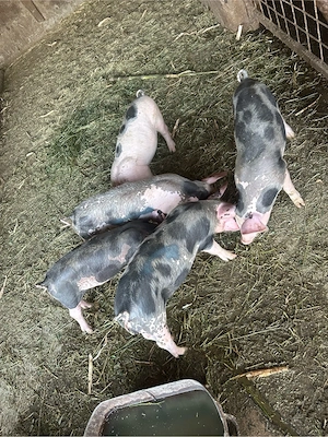 purcei de vanzare 