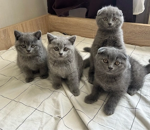 British Shorthair Scottish Fold - imagine 4