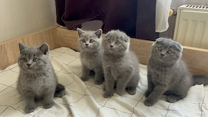 British Shorthair Scottish Fold - imagine 2