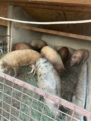 porci de vanzare 