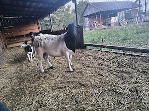 Berbecuț rasa Dorper - imagine 3