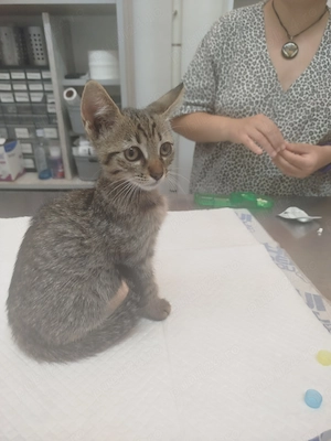 Pisica mica și frumușică - pentru adopție  - imagine 3