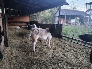 Berbecuț rasa Dorper - imagine 2