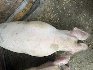 Vând Porci crescuți natural