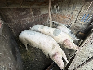 Vând Porci crescuți natural - imagine 3