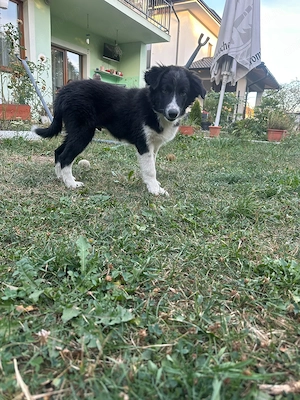 Vand pui Border Collie alb negru  - imagine 3