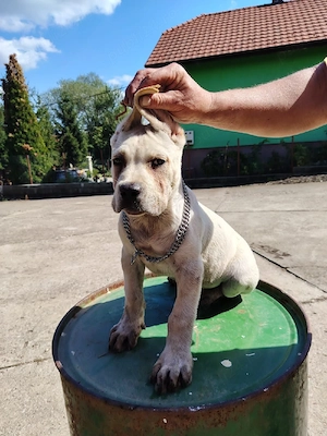 cane corso de vânzare - imagine 5