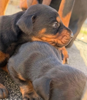 Pui doberman de vanzare