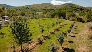 Teren de vânzare   5.100 mp, în localitatea Marunțișu, oraș Pătârlagele Ideal pentru casă de vacanță - imagine 4