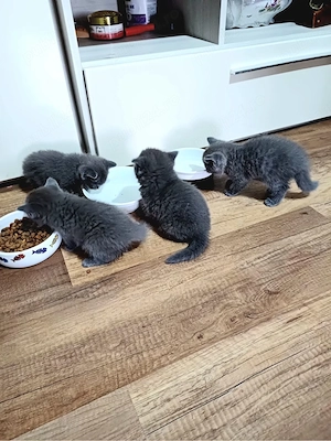british shorthaier  - imagine 5