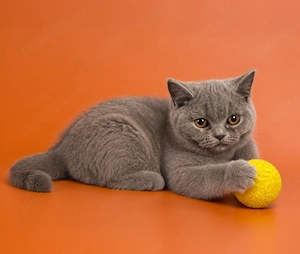 British shorthair 