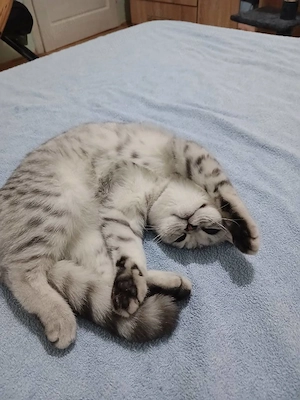 Vând pisică British Shorthair  - imagine 4