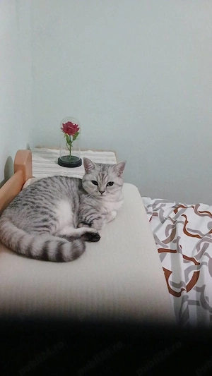 Vând pisică British Shorthair  - imagine 5