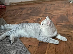 Vând pisică British Shorthair  - imagine 2