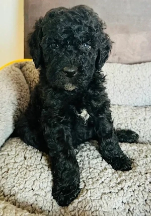 Pudel Caniche cu pedigree 