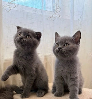 Pui Scottish Fold  Scottish Straight 
