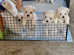 Pui bichon maltez