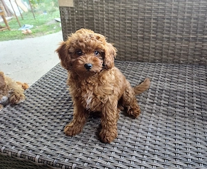 Pudel toy caniche