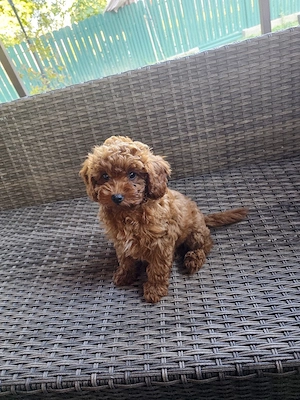 Pudel toy caniche - imagine 3