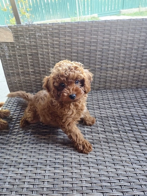 Pudel toy caniche - imagine 2