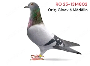 Vând un mascul Tardiv de 2025