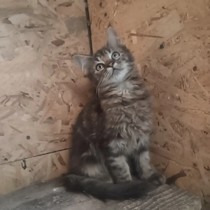 Puiuți Maine Coon superbi  - imagine 3