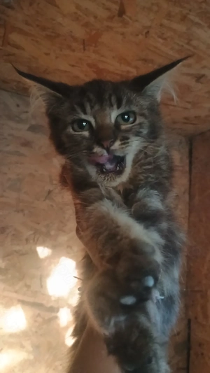 Puiuți Maine Coon superbi  - imagine 5