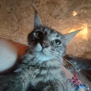 Puiuți Maine Coon superbi  - imagine 2