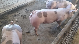 Purcei Pietrain 40 kg