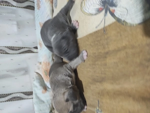 American Bully poket  - imagine 3