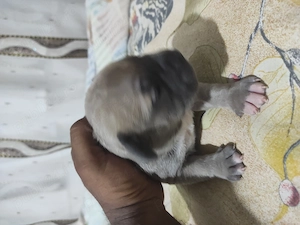 American Bully poket  - imagine 4