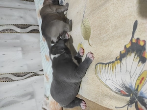 American Bully poket  - imagine 5
