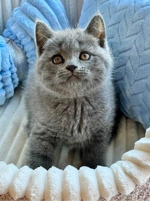 British shorthair pui - imagine 3