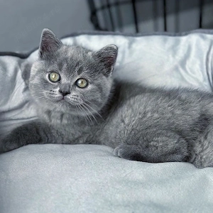 British shorthair pui - imagine 3