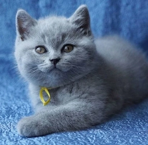 British shorthair pui superbi - imagine 2