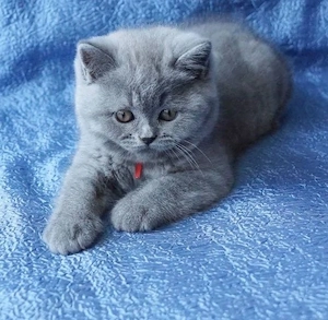 British shorthair pui superbi - imagine 3