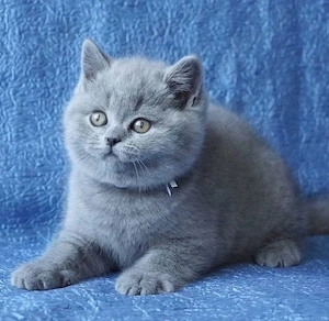 British shorthair pui superbi