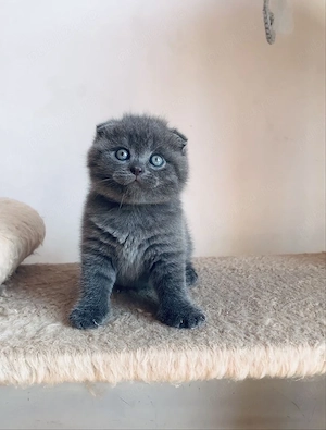 Scottish fold puiuți
