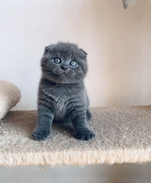 Scottish fold puiuți - imagine 1