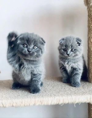 Scottish fold puiuți - imagine 2