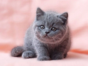 British shorthair pisoiași - imagine 3