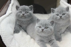 British shorthair pisoiași - imagine 2