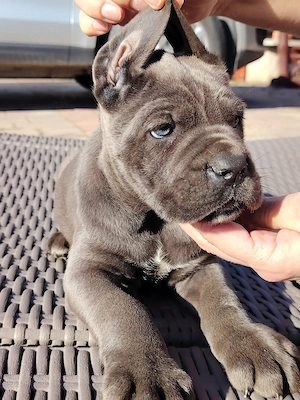 cane corso