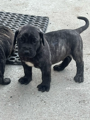 Căței presa canario  - imagine 2