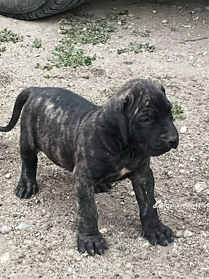 Căței presa canario 