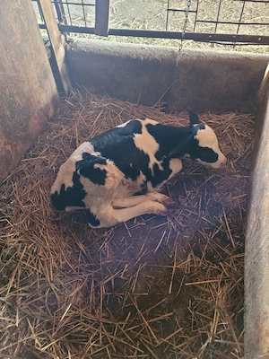 vand taurasi holstein