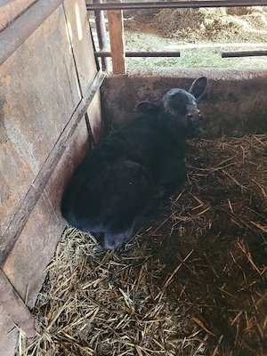 vand tauras angus