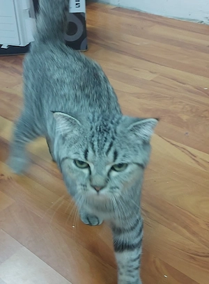 pisici british shorthair si scotish fold - imagine 2