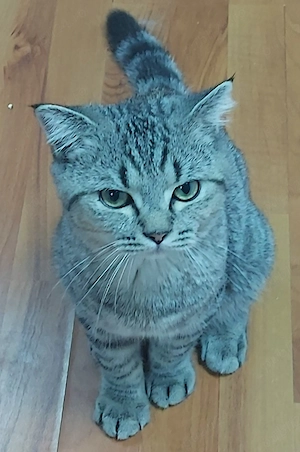 pisici british shorthair si scotish fold